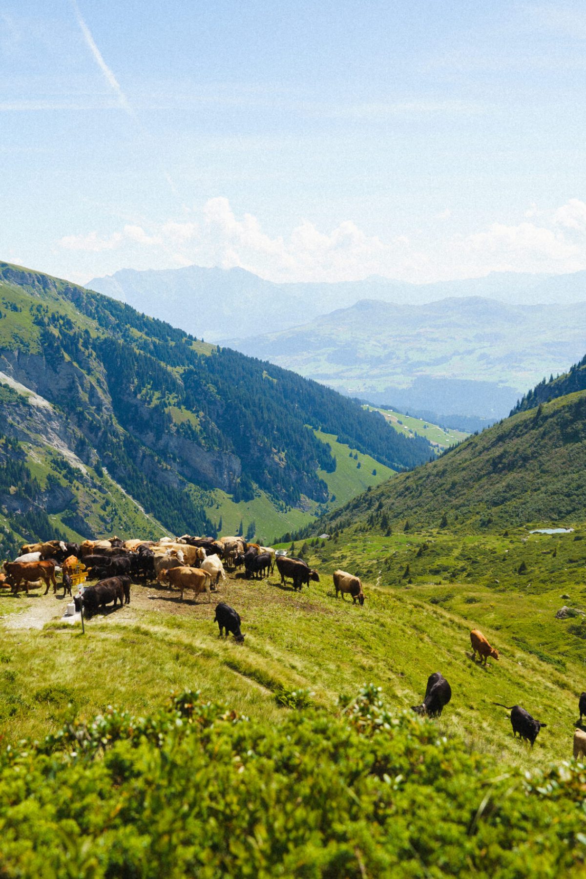Landscape above the village of Breil/Brigels with cows on the alpine pasture